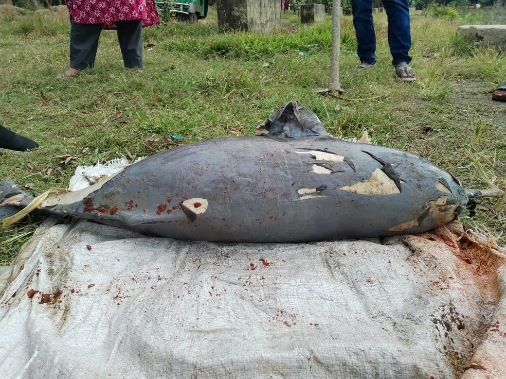 হালদা নদীতে ৪০তম বিপন্ন গাঙ্গেয় প্রজাতির মৃত ডলফিন উদ্ধার, চলতি বছরে তৃতীয়